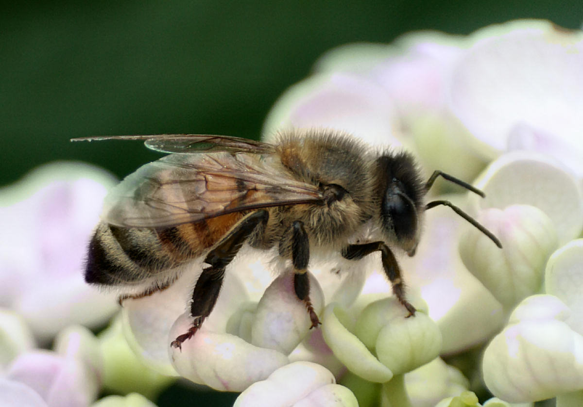 Apis mellifera